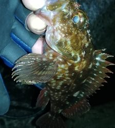 ナイトメバリング