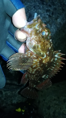 ナイトメバリング