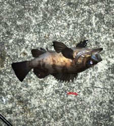 良型が入れ食い!!