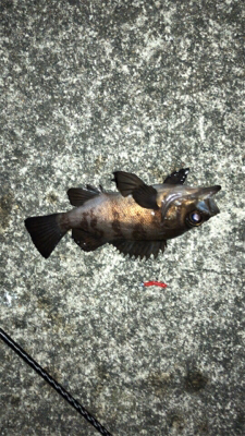 良型が入れ食い!!