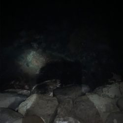 ヤリイカまだ釣れてます！