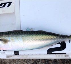 サバサバサバサバゲー