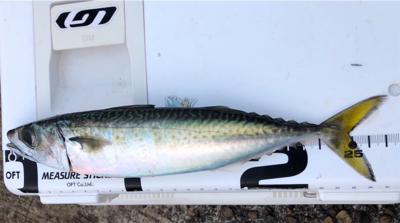 サバサバサバサバゲー