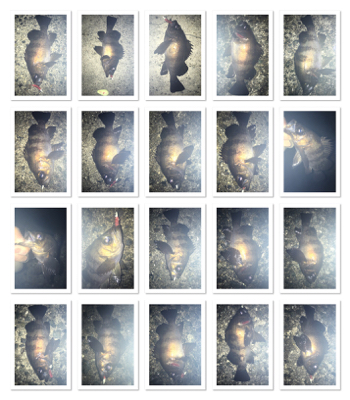 渋いと思いきや…パターン発見!