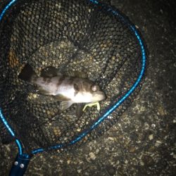 エステルジグ単ゲーム