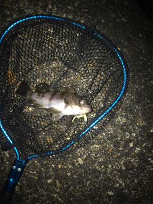 エステルジグ単ゲーム