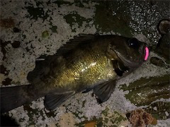 爆風メバリング