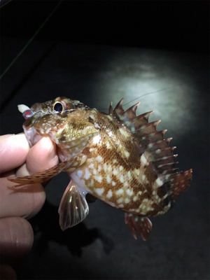 常夜灯まわりで