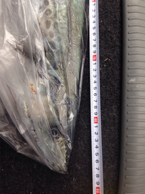 防波堤から寒サワラ88cm！