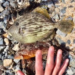 この時期に投げでカワハギ