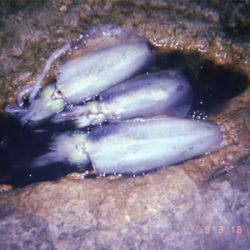 西海市エギング