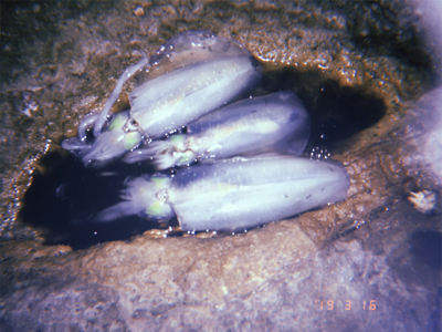 西海市エギング