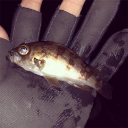 風裏探してメバリング