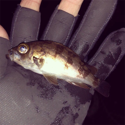 風裏探してメバリング