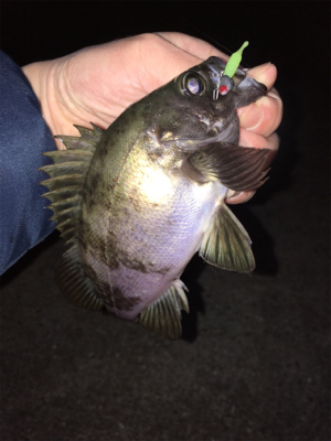 強風の中メバリング