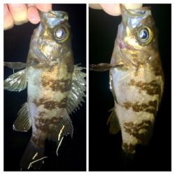 メバリンガー1805〜1850