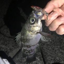 メバル釣れた！の巻