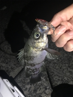 メバル釣れた！の巻