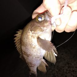 早朝メバリング