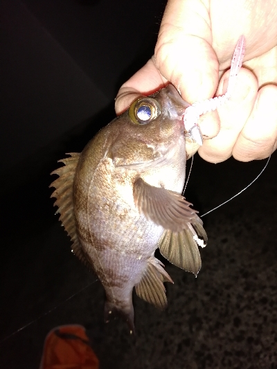 早朝メバリング