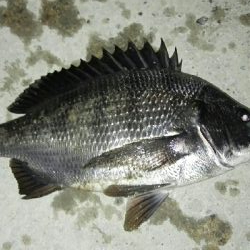 2018年3月20日釣行in須崎埠頭周辺