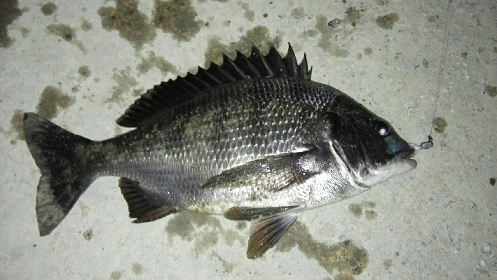 2018年3月20日釣行in須崎埠頭周辺