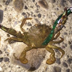 セイゴが食ってきた!