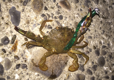 セイゴが食ってきた!