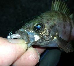 ナイトメバリング