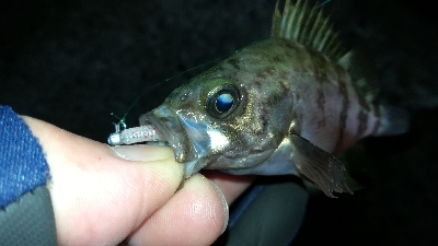 ナイトメバリング