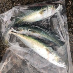 爆風の中のレイニー鯖ゲー