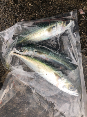 爆風の中のレイニー鯖ゲー