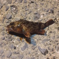 またもやメバル0！