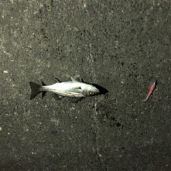 短時間シーバス