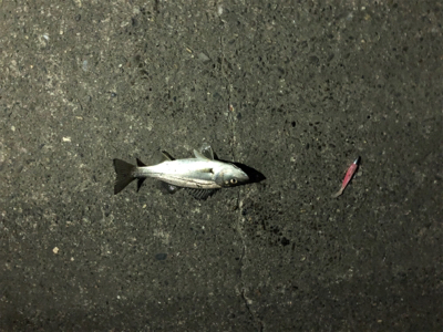 短時間シーバス