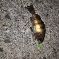 メバリングゥ〜