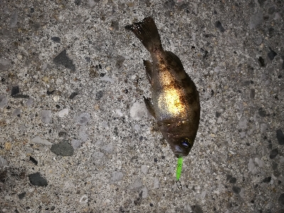 メバリングゥ〜