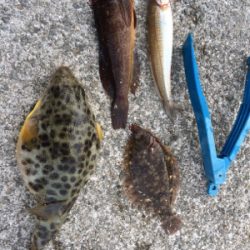 可愛いカレイとキロタコ