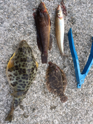 可愛いカレイとキロタコ