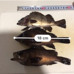 春分の日メバルゲット