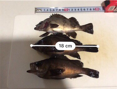 春分の日メバルゲット