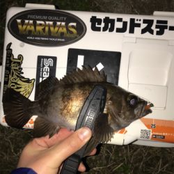 メバルを求めて④