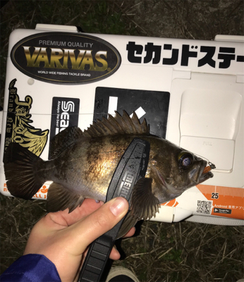 メバルを求めて④