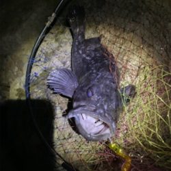 久しぶりのシーバス