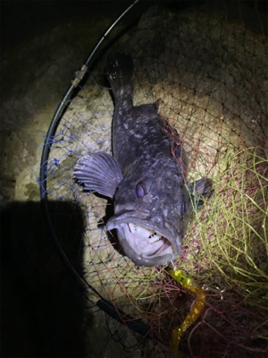 久しぶりのシーバス