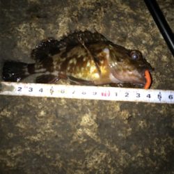 メバル、ガシラに癒される(^.^)