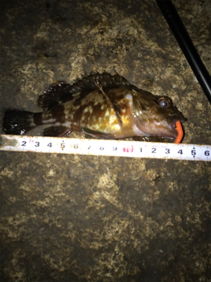 メバル、ガシラに癒される(^.^)