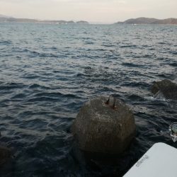 朝マズメメジロ