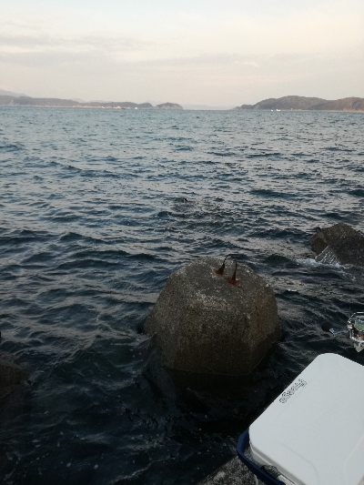 朝マズメメジロ