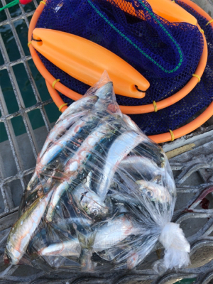 マイワシ回遊からのシーバス